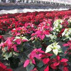 Poinsettias at Bogie Lake Greenhouses