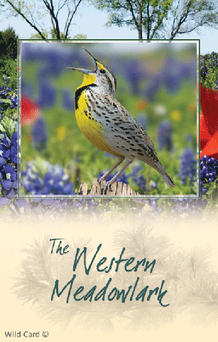 Western Meadowlark