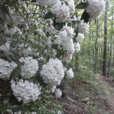 Spring in the Mountains