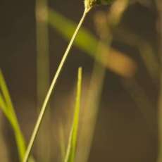 Grass Blowing In The Wind