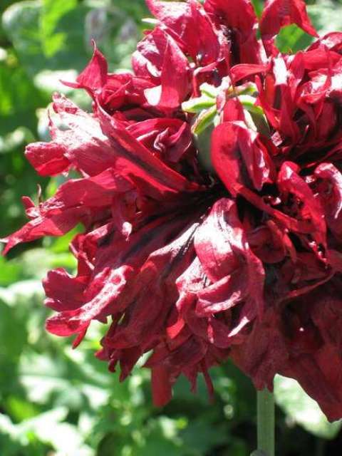 M. Landreau M. Landreau