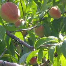 Peaches on Tree