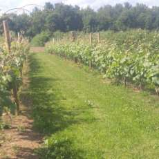 Grapes Pick Your Own Seedless Grapes Labor Day Weekend!