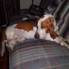 My ever vigilant guard dog Fred.