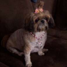 For Dogs Only! Fushia Necklace With Bone Charm