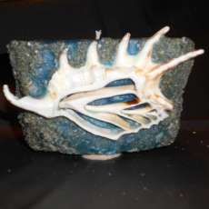 An added seashell, NICE