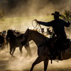 Cowboy Directing the Herd