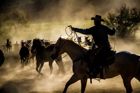 Cowboy Directing the Herd