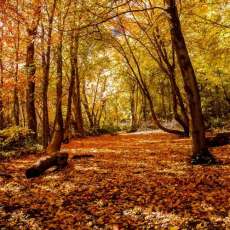 Utah Mountain Meadow in the Fall