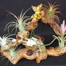 Tillandsia arrangement