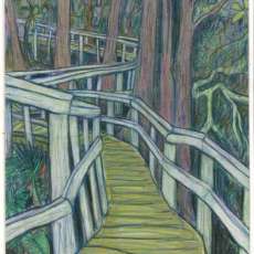 " Amongst the Cypress"