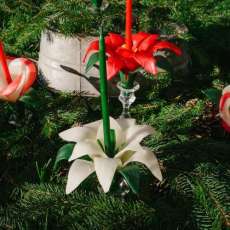 Christmas Pointsettia and Christmas Oxalis
