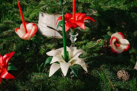 Christmas Pointsettia and Christmas Oxalis