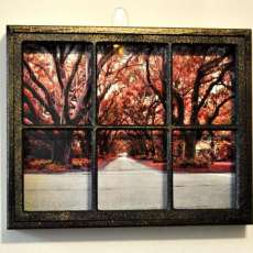 Tree street in James Island