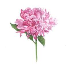 Pink Peony