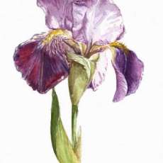 Iris