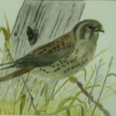 American Kestrel  Watercolor
