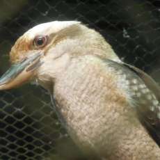 Kookaburra