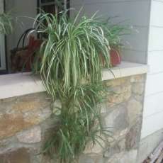 Spider Plants - Window box inclided