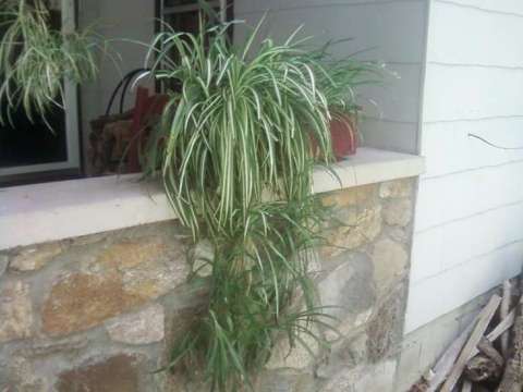 Spider Plants - Window box inclided