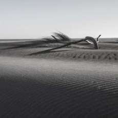 Coastal Driftwood & Shadows