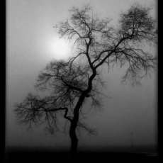 Silhouette of Struggle