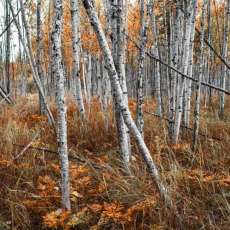 Bountiful Birch