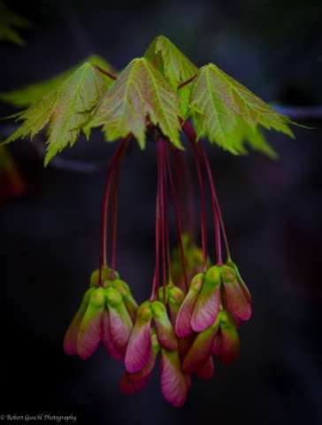 Maple Leaf Seed Pods