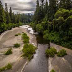 Redwoods & Rambling River