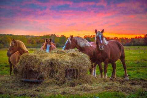 Horse Heaven