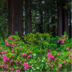 Redwoods & Roses