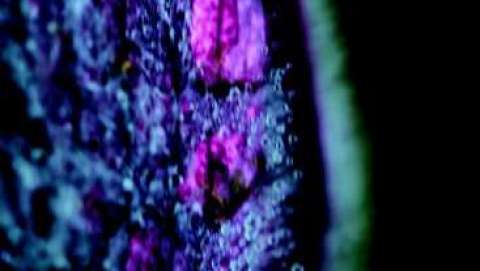 Feather Mackay Feather Mackay