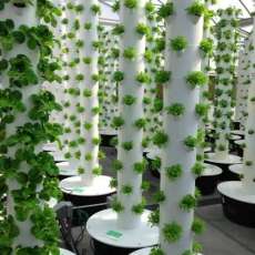 Field of Tower Gardens by Juice Plus