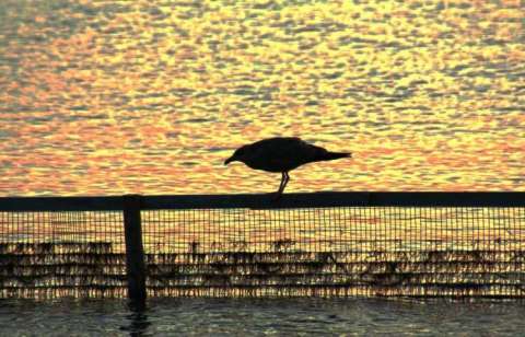 Silhoutte Seagull