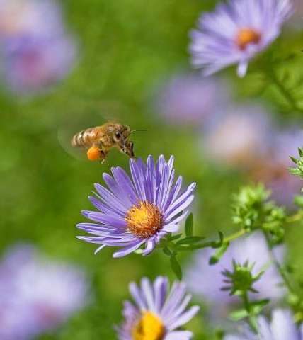 Bee in Flight