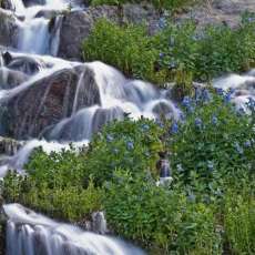 Mountain Summer Runoff