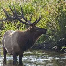 Bull Elk / Rocky Mountain National Park