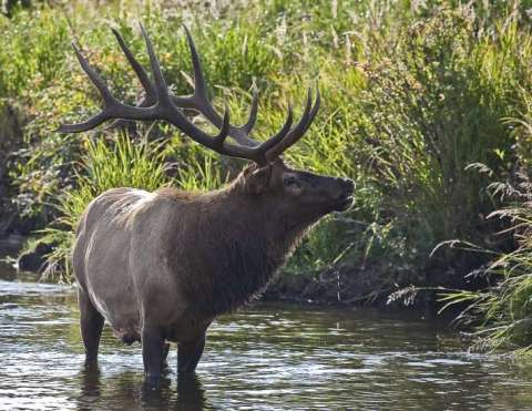 Bull Elk / Rocky Mountain National Park