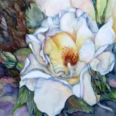 Fragrence White Rose