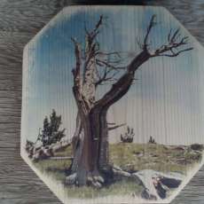 Mt. Evans Bristlecone Pine Snag