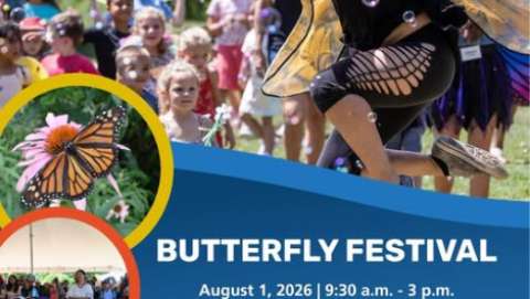 Butterfly Festival