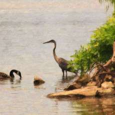 Canadian Geese on Arkansas River
