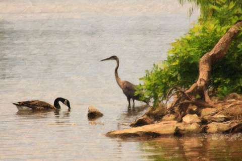 Canadian Geese on Arkansas River