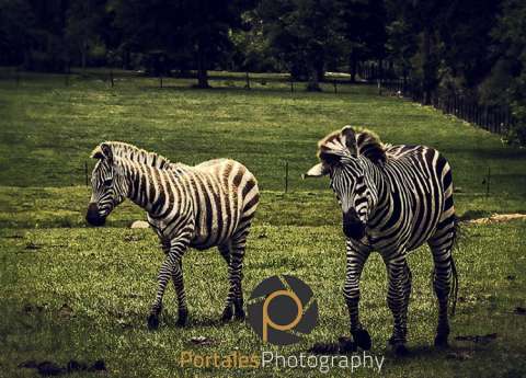 Texas Zebras