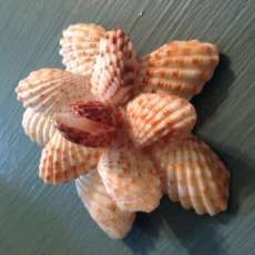 Shell Flower