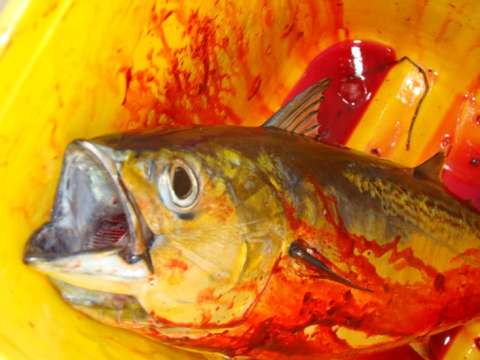 Kathy Cutuli Kathy Cutuli