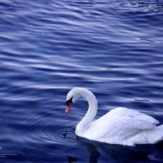 Swan