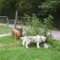 Timberwolf Art of Glass