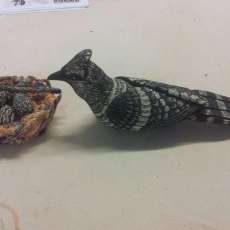 Mother Bluejay W/Nest