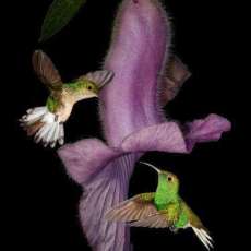 Coppery-Headed Emeralds 07634